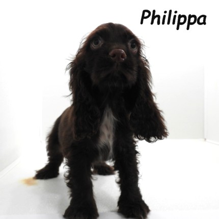 puppy, for, sale, Cocker Spaniel, Joe & Cherri  Overlease, dog, breeder, Miller, MO, dog-breeder, puppy-for-sale, forsale, nearby, find, puppyfind, locator, puppylocator, aca